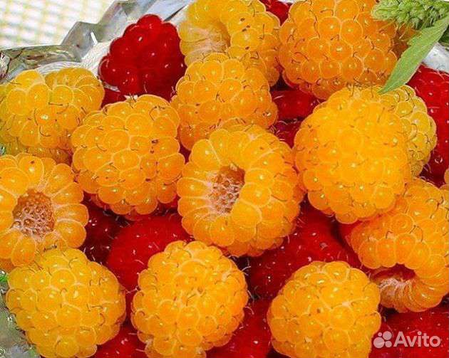 Саженцы малины