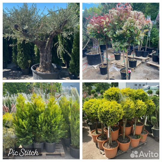 Растения для сада:лиственные,хвойные,деревья и тд