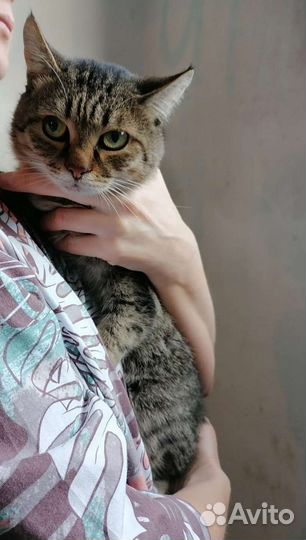 Котик ищет дом
