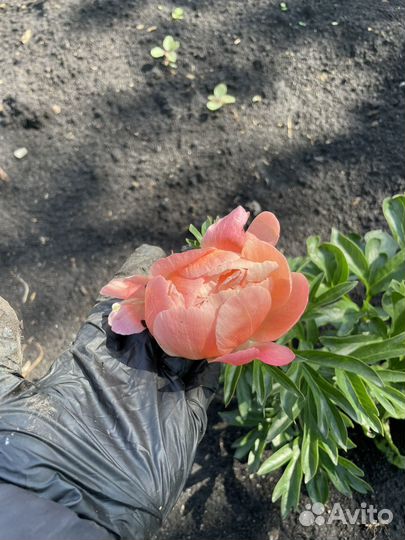 Пион корал сансет