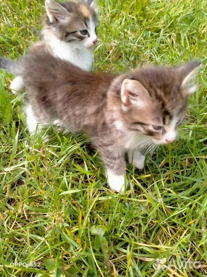 Отдам котят