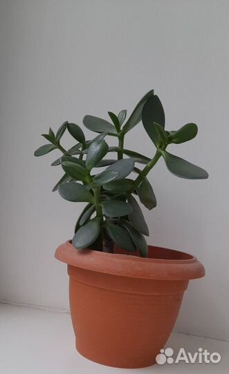 Денежное дерево толстянка крассула