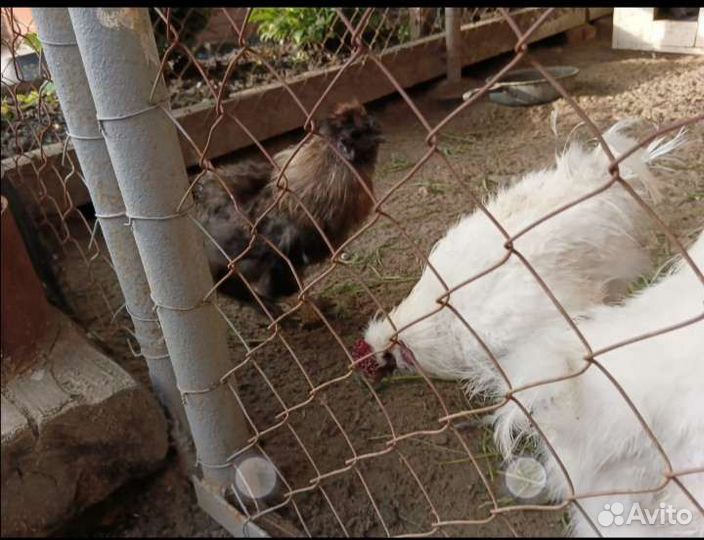 Шелковые петушки