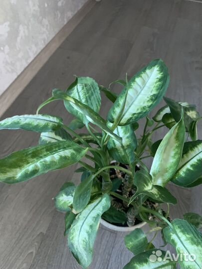 Диффенбахия