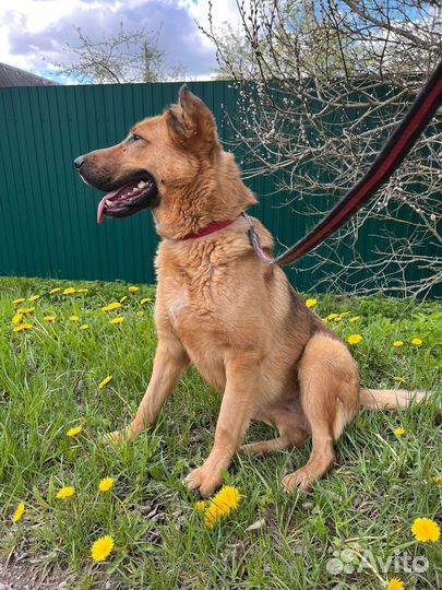 Собака метис овчарки