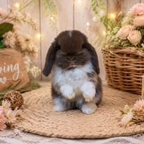 Декоративные карликовые кролики минилоп, Минск