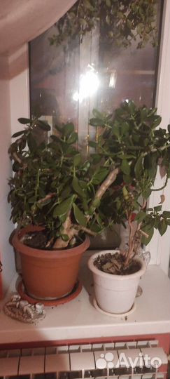 Красула толстянка