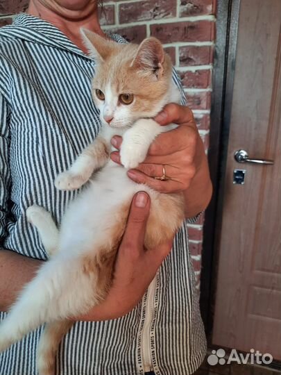 Рыжий котенок в добрые руки