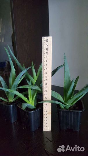 Алоэ широколистный, алое вера