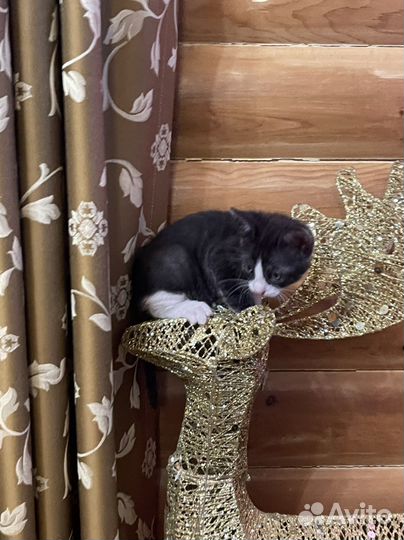 Котята в добрые руки мальчики