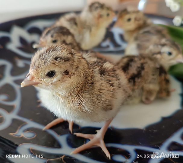 Цыплята фазана охотничьего и румынского