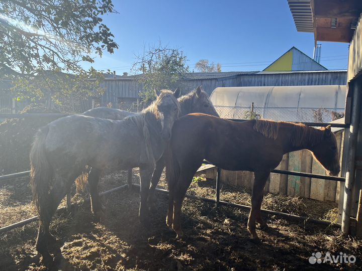 Лошадь кобылки