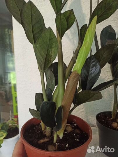 Замиокулькас черный равен