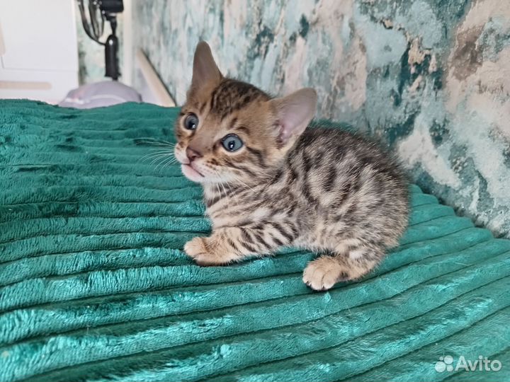 Шикарные бенгальские девочки