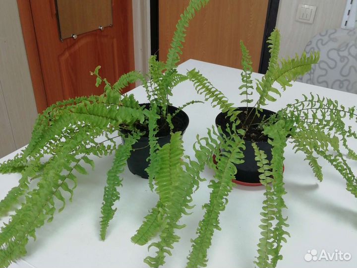 Папоротник комнатный
