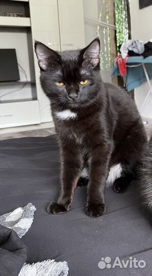 Отдам кота в добрые руки