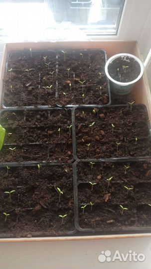 Торф, плодородный грунт, земля,торф подстилочный