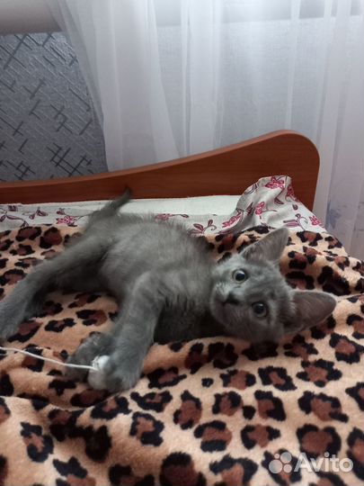 Ласковые детки