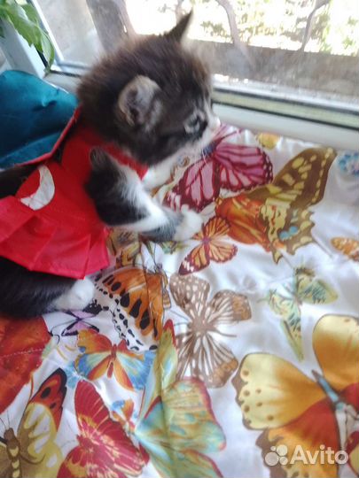 Пушистую красавицу отдам в хорошие руки