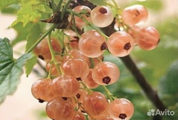 Красная,розовая,чёрная смородина