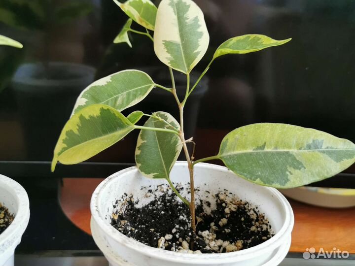 Фикус (укоренённый саженц)
