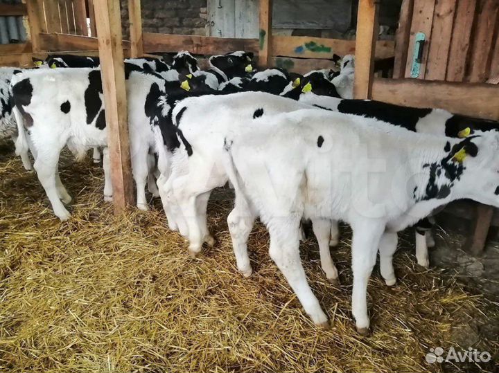 Бычки с доставкой