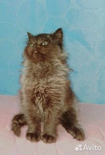 Котенок мальчик и девочка 2 мес