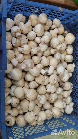 Грибы шампиньоны лесные