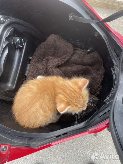 Котенок рыжий