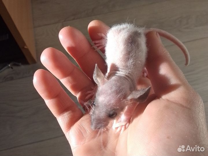 Крысята дамбо