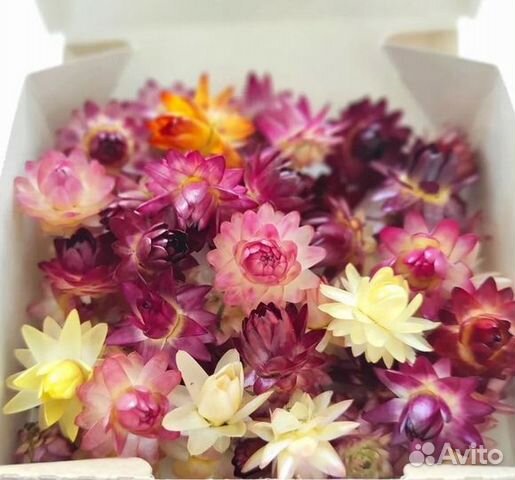 Сухоцветы Гелихризум