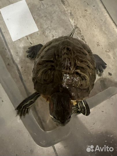 Красноухая черепаха