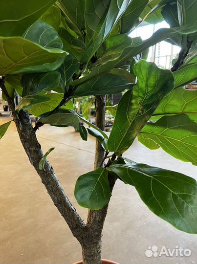 Фикус лирата разветвлённый H 150 см