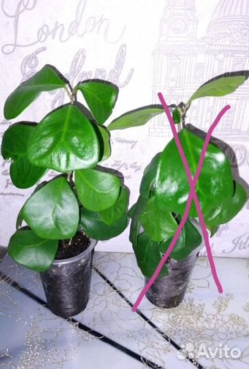 Фикус триангулярис