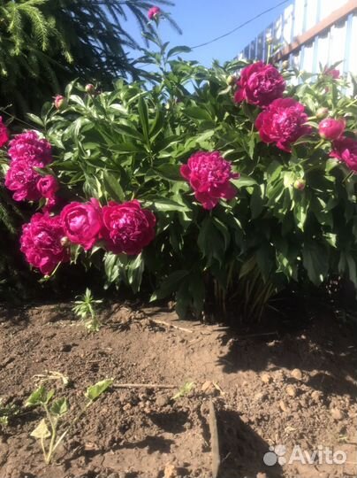 Корни королевских пионов и луковицы лилий