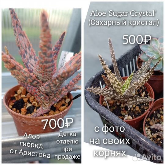 Гастерии хавортии эхеверии суккуленты