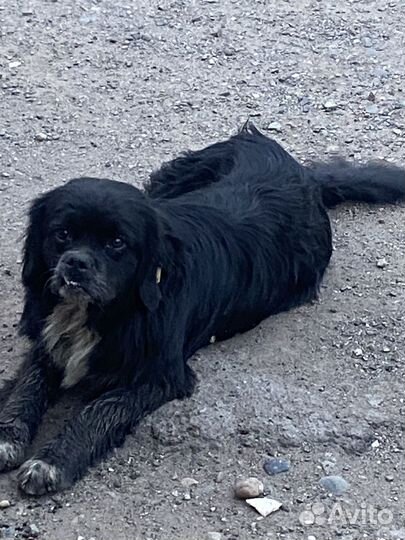 Собака в добрые руки