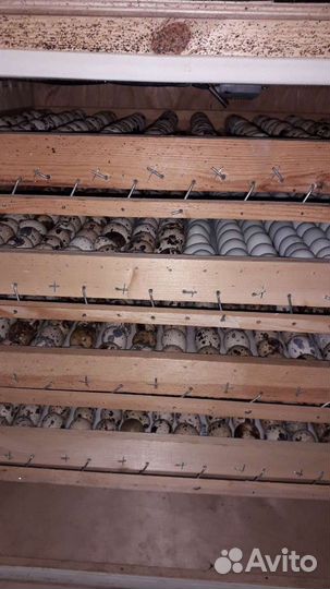 Перепела. инкубационное и столовое яйцо