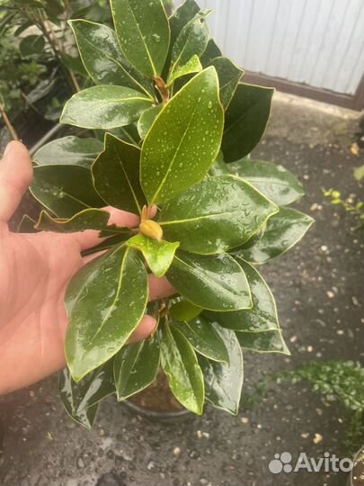 Магнолия вечнозеленая (грандифлора)