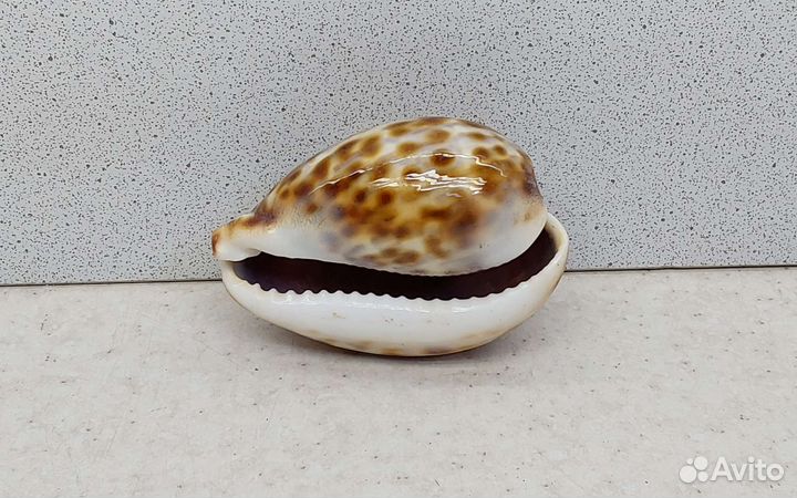 Ципрея Пантерина 6,60 морская ракушка раковина