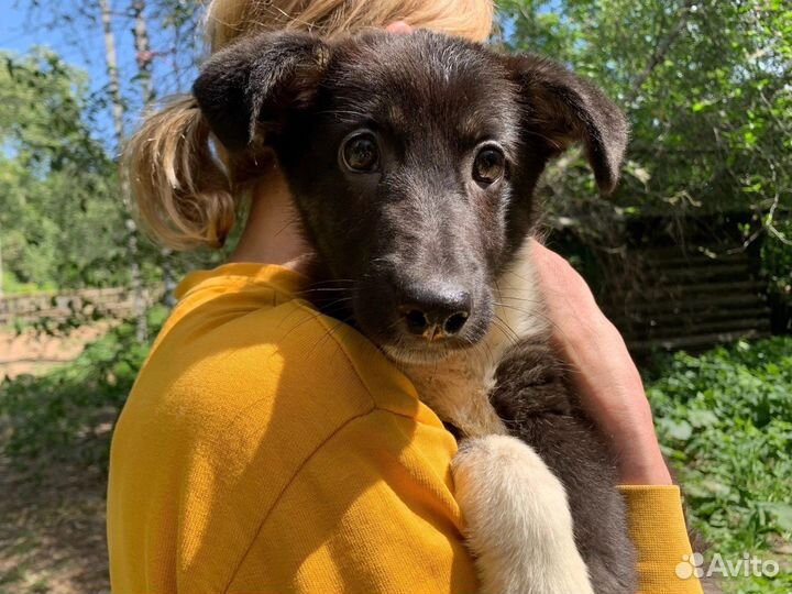 Щенок в добрые руки