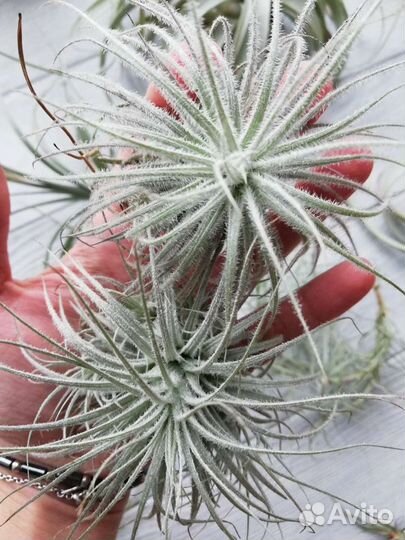 Тилландсии