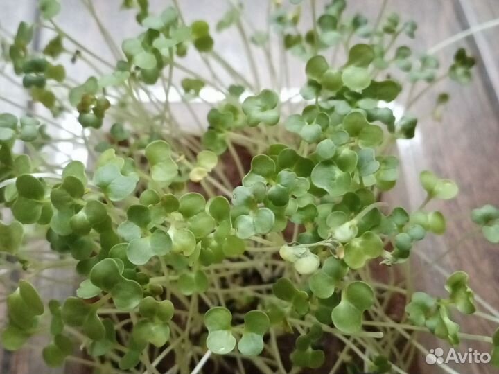 Микрозелень