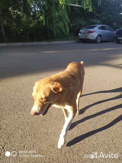 Рыжий песик