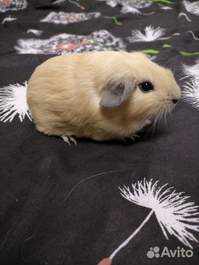 Морская свинка