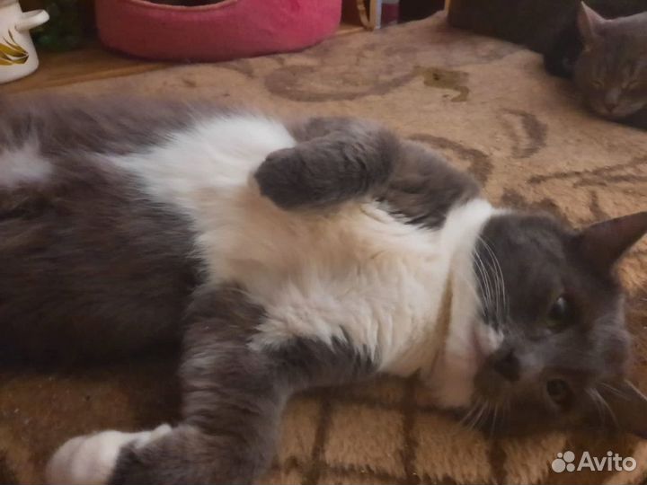 Кошки в добрые руки бесплатно