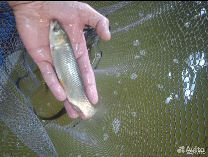 Малёк на зарыбление в пруд сеголетка амур карп лоб