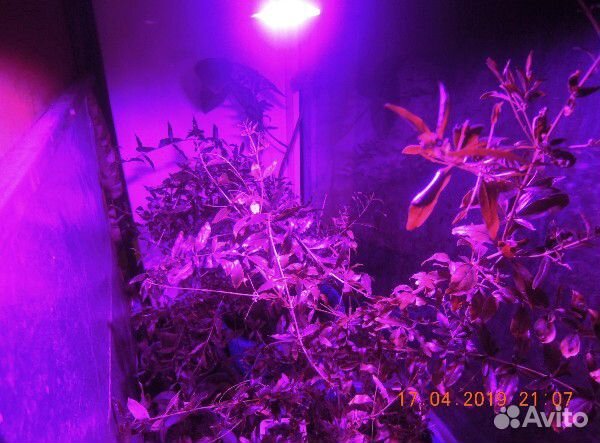 Лампы фитодиодные для растений