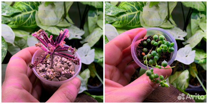 Суккуленты ч.1