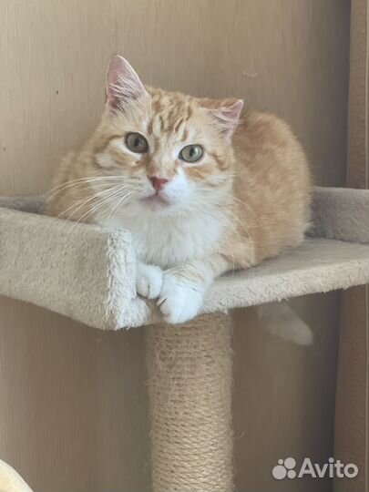 Рыжая кошка девочка